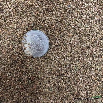 古色古香耐寒耐旱刺槐树棉槐银杏树国槐紫穗槐成活率好