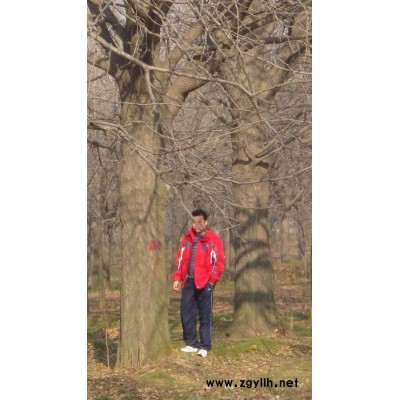 供应10--25公分国槐，