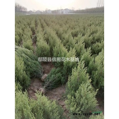 河南国槐10公分三次发帽