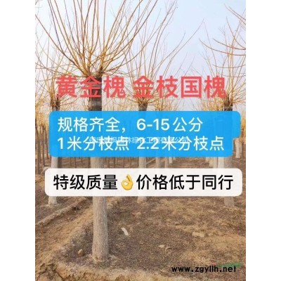 4-15公分北栾出圃中，河北栾树，北栾基地，4-15公分栾树处理