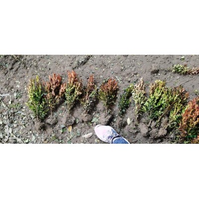 精品乔木绿化树苗黄山栾树规格*