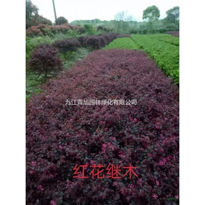 江西栾树小苗哪里好 九江栾树小苗哪家便宜 1.5公分栾树小苗报价