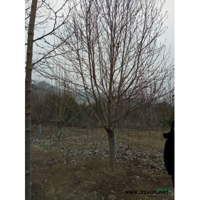 处理大规格丛生国槐 批发精品多杆国槐价格便宜处理价 河南国槐