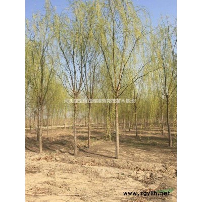 保定8公分平头发帽国槐价格百茂园林