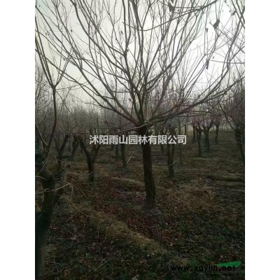 出售一批1-2米白皮松，现货价优