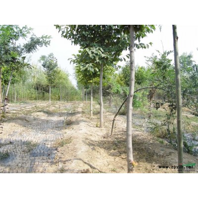 陕西白皮松信息