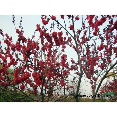 虞北花木专业合作社特价供应国槐 龙爪槐 黄金槐 香花槐