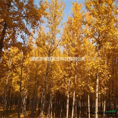 白皮松 量大 规格* 成活率高 物美价廉 渭南市横联农业科