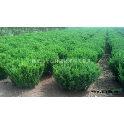 山东青岛即墨供应白皮松 高1.5-3米  冠1-3米