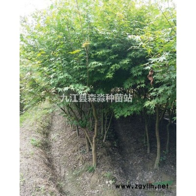 速生国槐 国槐树苗 绿化种植国槐 绿意盎然 高大挺拔