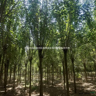 5年国槐树