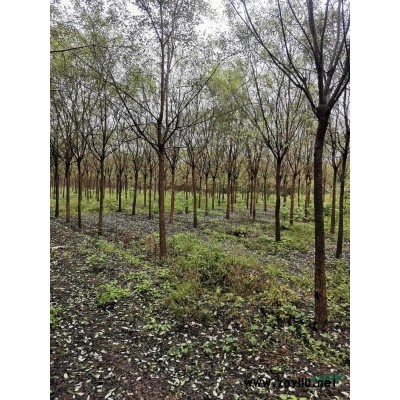 国槐腾地处理20000棵10-12公分左右