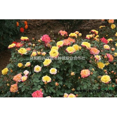 落叶大乔木国槐 国槐小苗 园林绿化