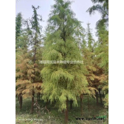 湖南南县大量供应1-20公分栾树