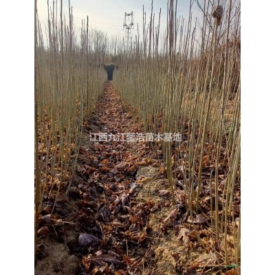 优质特价栾树 江西栾树低价产地直销