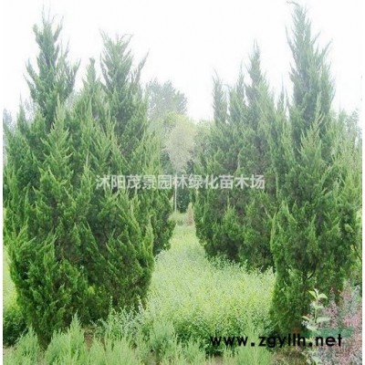 白皮松图片/白皮松报价