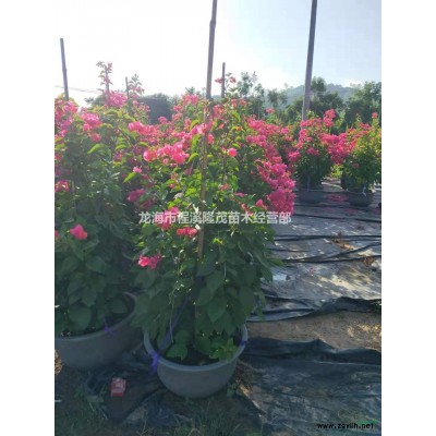 漳州代办精品台湾栾树12-14公分 地苗袋苗