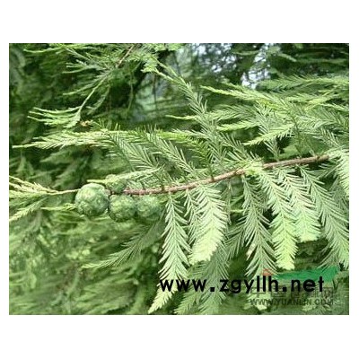 江苏沭阳低价供应批发白皮松 白皮松种子