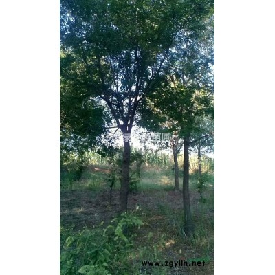 供应国槐8-10公分