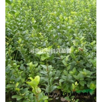 白皮松基地，白皮松价钱，白皮松便宜处理