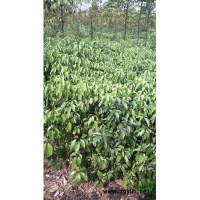 九江”国槐“，专供出售”国槐“种子