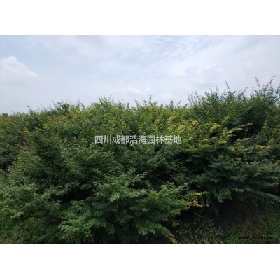 四川国槐基地  精品熟货国槐