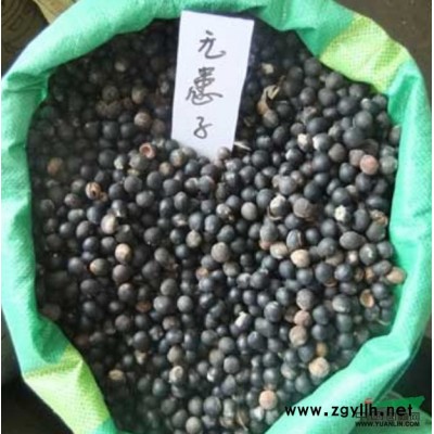 花木种子 桂花 紫薇 大叶女贞 国槐 蜀桧 龙柏