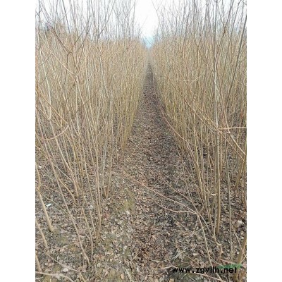 本基地也有大量的国槐批发，华东地区国槐批发