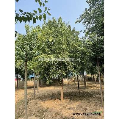 金枝国槐黄金槐黄槐金叶国槐红花刺槐刺槐槐树