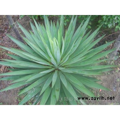 江苏栾树批发 江苏大规格栾树价格 江苏栾树报价  江苏栾树小