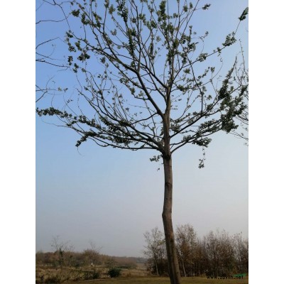 5~25CM国槐
