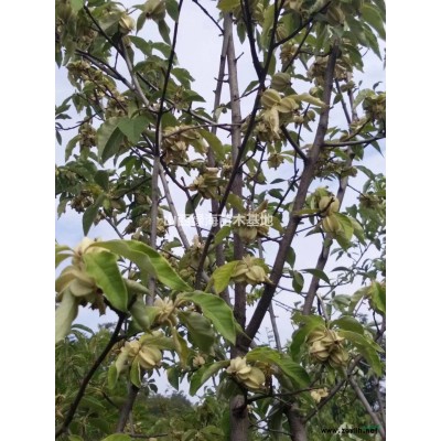 白皮松、1米2米3米4米5米白皮松  、营养袋白皮松、占地白皮松