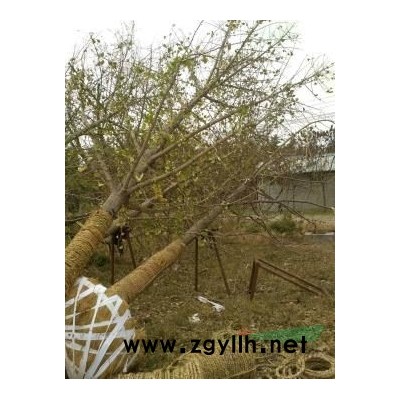 出售各种规格银杏树 红枫 白蜡 法桐 国槐