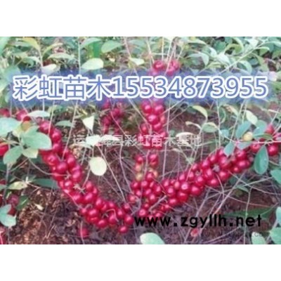 4公分国槐价格5公分国槐价格6公分国槐价格