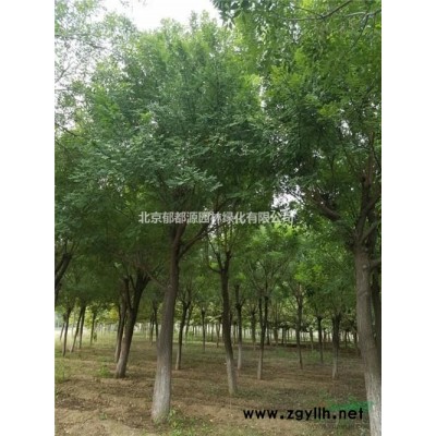 北京国槐12-16公分 老国槐 原生国槐