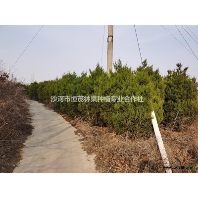 栾树，6-12公分，冠幅、分支点、规格全，价格美丽80/株