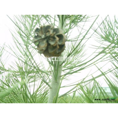 美国白皮松基地，*新美国白皮松价格，美国白皮松树苗出售