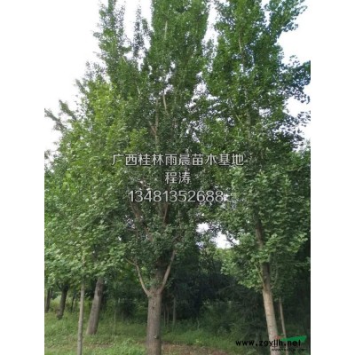 专业供应优质国槐 优质国槐售欢迎选购 桂林国槐