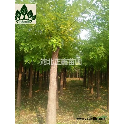 国槐基地种植 规格*
