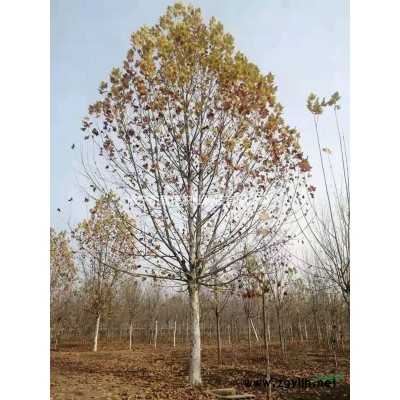 12公分带土球国槐