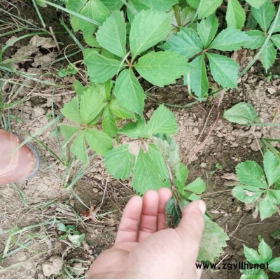 大量供应白皮松 白皮松基地