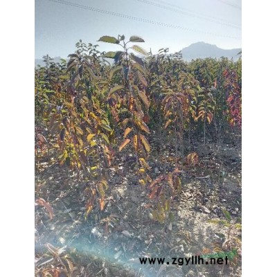 白皮松，五米白皮松，山西白皮松，大冠幅白皮松