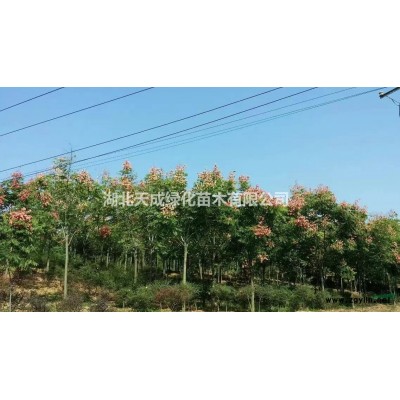 低价批发栾树、法桐、女贞等各种规格绿化苗木