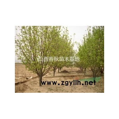 白皮松厂家·山西运城大量批发1.5-2米白皮松量大价格低图2