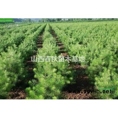 白皮松厂家·山西运城大量批发1.5-2米白皮松量大价格低图1