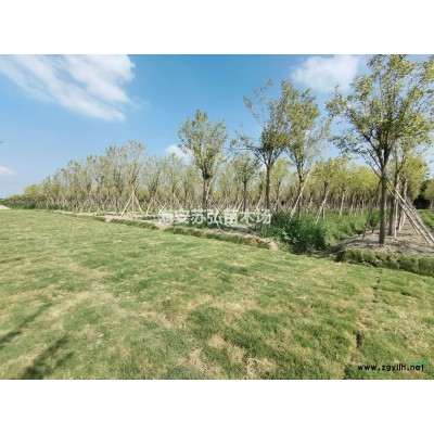 苗圃直销18-20栾树