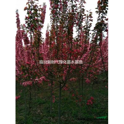 白皮松 油松 华山松 蜀侩 侧柏