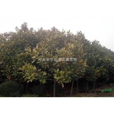 供应雪松、黑松、湿地松、油松、马尾松、罗汉松、白皮松