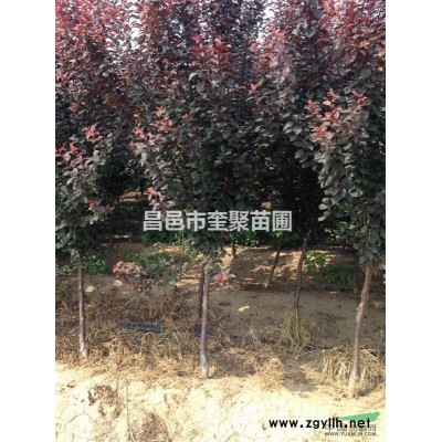 山东昌邑供应2-4m白皮松