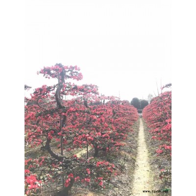 成都熟货国槐、国槐批发基地、四川国槐